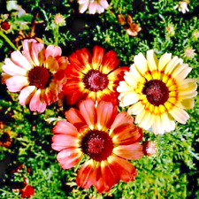 300 painted daisy for sale  Borrego Springs
