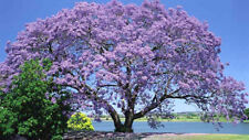 Paulownia fortunei 000 for sale  HAYLE