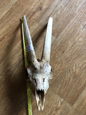 Scottish goat skull for sale  UK