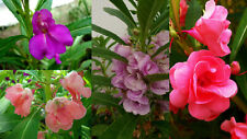 200 samen impatiens gebraucht kaufen  Ludwigshafen am Rhein