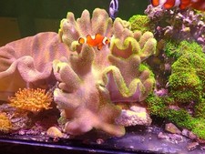 Large leather coral for sale  CLACTON-ON-SEA