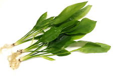 Amazon sword echinodorus for sale  PLYMOUTH