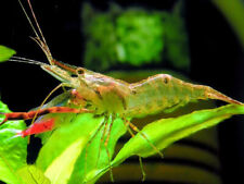 Crevette macrobrachius assamen d'occasion  Ingwiller