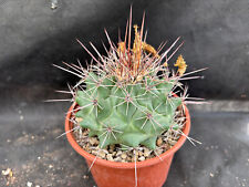 Thelocactus rinconensis vivaio usato  Massafra