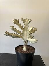 Euphorbia lactea white d'occasion  Chelles