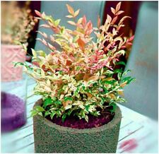 Nandina domestica twilight for sale  PRESTON