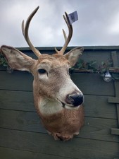 Taxidermy whitetail stag for sale  HARTLEPOOL