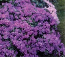 Rhododendron karin seleger for sale  Manchester
