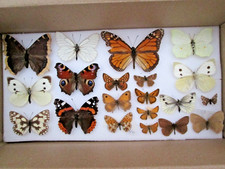 Collection british butterflies for sale  WATERLOOVILLE