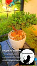 Large trained rock for sale  Deland