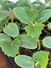 Marketmore cucumber plug for sale  KEIGHLEY