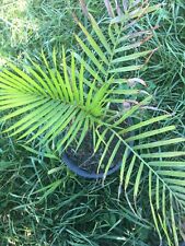 Dypsis leptocheilos palm for sale  Fredericktown