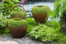 Irish moss groundcover for sale  Massillon