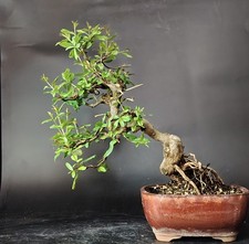 Bonsai punica granatum usato  Cison di Valmarino
