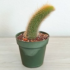 Cactus plant monkey for sale  San Jose