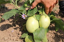 Aubergine applegreen demeter gebraucht kaufen  Erbach
