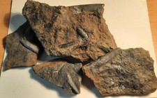 Dactyloteuthis belemniten lias gebraucht kaufen  Rinteln