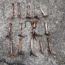 Wild turkey feet for sale  Gurdon