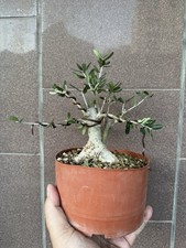 Olivastro bonsai super usato  Italia