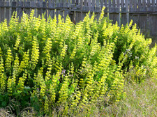 Graines lupin arborescent d'occasion  Sanary-sur-Mer