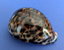 Cypraea tigris 101 d'occasion  Nice-