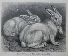 Schneehase lepus timidus gebraucht kaufen  Lauenburg/ Elbe