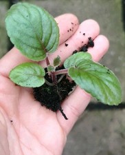 Sinningia eumorpha bareroot for sale  GLASGOW