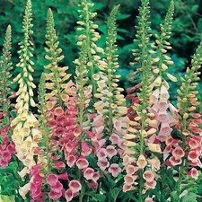 Foxglove digitalis gloxiniaefl for sale  BELLSHILL
