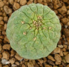 Trichocaulon cactiformis speci for sale  Shipping to United Kingdom