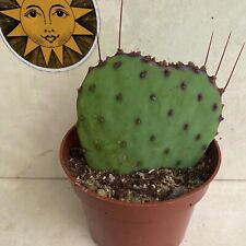 Opunita phaecantha var for sale  LIVERPOOL