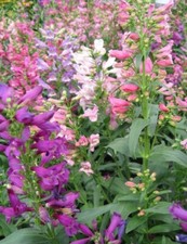 Penstemon barbatus var. for sale  STOCKPORT