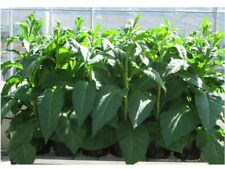 Amber leaf tobacco for sale  TYWYN