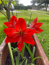 Two inch amaryllis for sale  Fort Lauderdale
