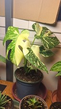 Monstera thai constellation d'occasion  Nogent-le-Rotrou
