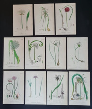 Set antique flower for sale  ROMFORD