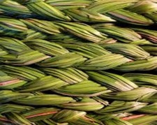 Sweetgrass plant plants for sale  Republic