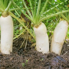 Lb. daikon radish for sale  Lexington