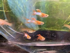 Four japan blue for sale  Chula Vista