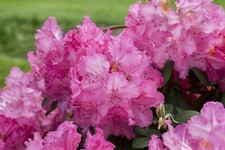 Rhododendron hybr haithabu gebraucht kaufen  Westerstede