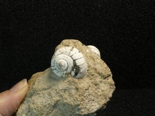 Helix ramondi 63 d'occasion  Bas-en-Basset