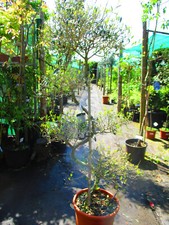 Olive cloud bonsai for sale  OXFORD