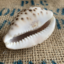 Cypraea tigris nouvelle d'occasion  Gujan-Mestras