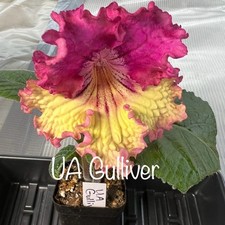 plants pot giant for sale  Portage