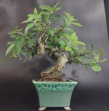 Shohin bonsai melo usato  Cison di Valmarino