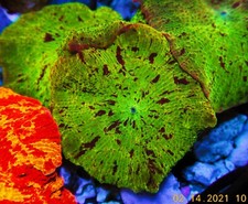 Eclectus mushroom coral for sale  El Mirage