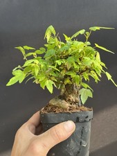 Trident maple mame for sale  Wallkill