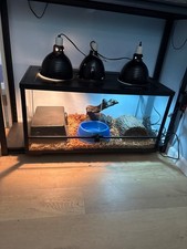 36x18x18inch reptile tank for sale 36x18x18inch reptile tank for sale  Winchendon