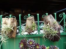 Tillandsia vette suspendre d'occasion  Saint-Cyprien