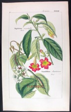 stampe erbe officinali usato stampe erbe officinali usato Urbino