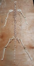 Red fox skeleton for sale  WATERLOOVILLE